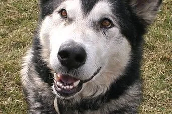 Nixi piękna, duża, wesoła suczka alaskan malamute 