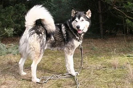 Nixi piękna, duża, wesoła suczka alaskan malamute 