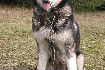Nixi piękna, duża, wesoła suczka alaskan malamute 