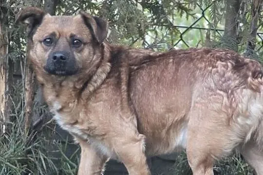 KAJTEK żółty, mały i młody piesek czeka na dom, Łódź