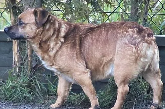 KAJTEK żółty, mały i młody piesek czeka na dom, Łódzkie, Łódź