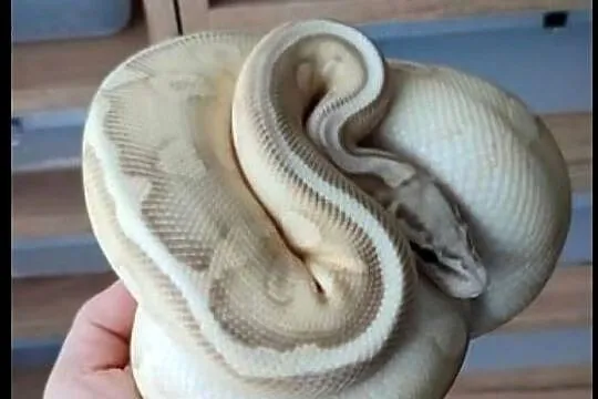 Samiec Red Stripe YB  Pastel Lesser het Clown samiec