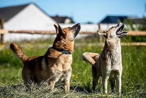 Lunes kocha dawać mokre buziaki,  mazowieckie Wars