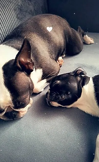 Boston terrier, Wielkopolskie, Grodzisk Wielkopolski