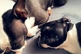 Boston terrier