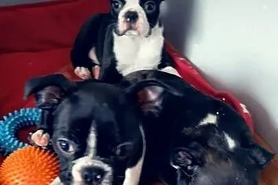 Boston terrier, Wielkopolskie, Grodzisk Wielkopolski