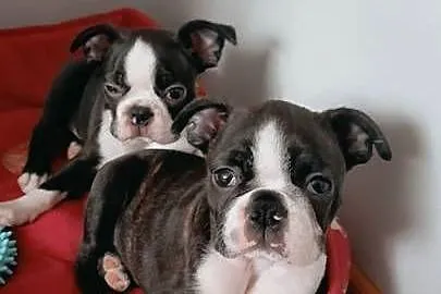 Boston terrier, Wielkopolskie, Grodzisk Wielkopolski
