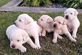 Labrador Retriever