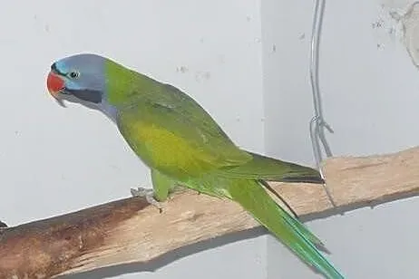 Aleksandretty Chińskie pary