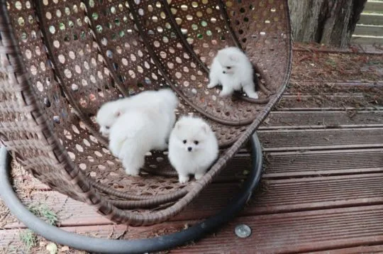 Szczeniaki pomeraniana  Whatsapp +447506188115 pomeraniana, , leeds