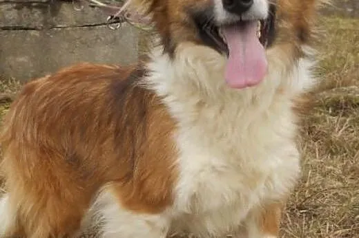 RUDOLF - piękny, 2 letni niewielki psiak do adopcji,  mazowieckie Warszawa