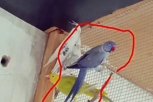 Aleksandretty Aleksandretta, Lubuskie, Podmokle Małe