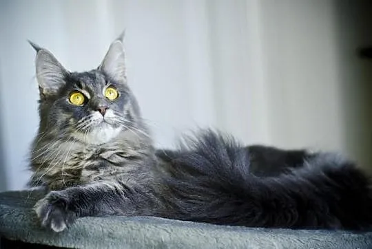 Niebieska koteczka rasy Maine Coon