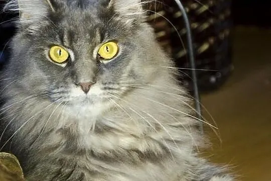 Niebieska koteczka rasy Maine Coon