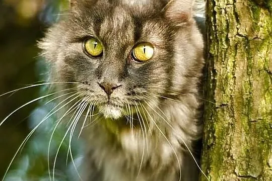 Niebieska koteczka rasy Maine Coon