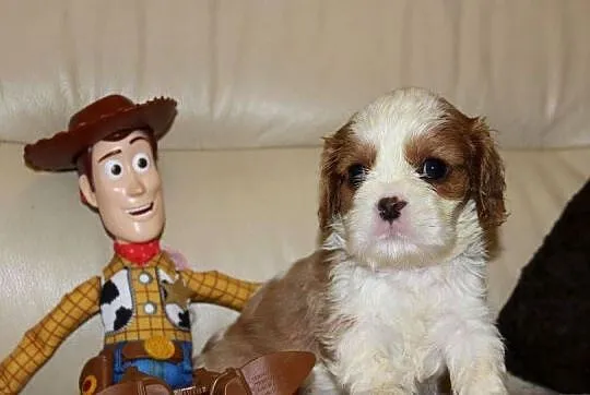Cavalier King Charles Spaniel szczeniaczki ZKwP po CH.PL.