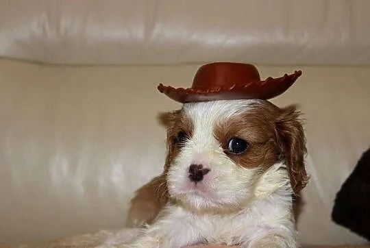 Cavalier King Charles Spaniel szczeniaczki ZKwP po CH.PL., Śląskie, Aleksandria
