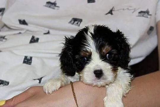 Cavalier King Charles Spaniel szczeniaczki ZKwP po CH.PL., Śląskie, Aleksandria