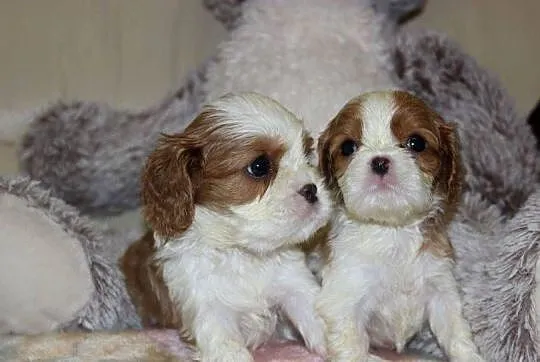 Cavalier King Charles Spaniel szczeniaczki ZKwP po CH.PL., Śląskie, Aleksandria