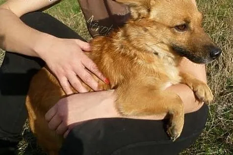 Lisa-najmniejsza sunia w schronisku - boi się świa