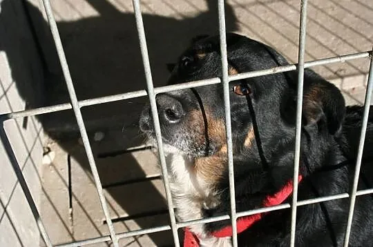 Muszka , Psiak który miał dobre życie…
