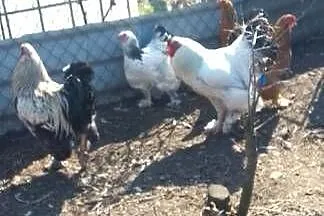 Sprzedam jaja lęgowe kur rasy brahma, Mazowieckie, Sarnów