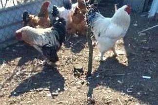 Sprzedam jaja lęgowe kur rasy brahma, Mazowieckie, Sarnów