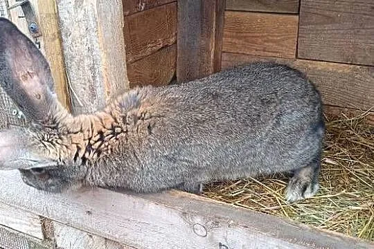 Samiec belgijski 8 miesięcy, Wielkopolskie, Wijewo