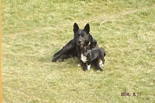 Oddam psa kundelka w dobre ręce,  świętokrzyskie S