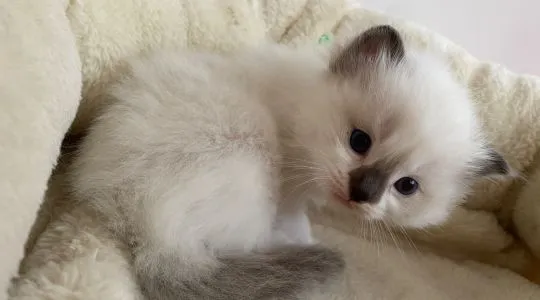 Mały kocurek  rasy ragdoll kot do rezerwacji rodowód FPL, , Ornontowice