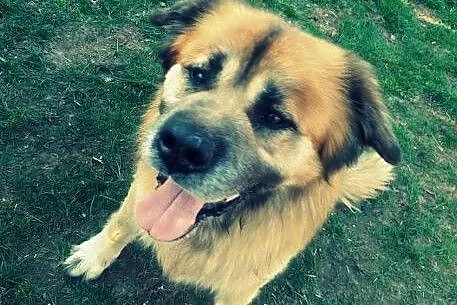 Puchaty przyjaciel czeka na ciebie ,  Kundelki cał