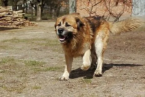Puchaty przyjaciel czeka na ciebie ,  Kundelki cał