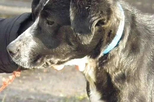 Tobi cudowny psiak o wielkim sercu szuka kochające