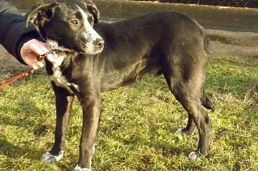 Tobi cudowny psiak o wielkim sercu szuka kochające