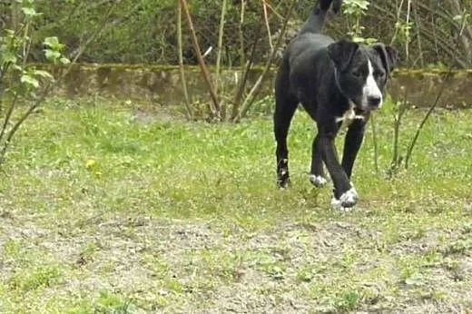 Tobi cudowny psiak o wielkim sercu szuka kochające
