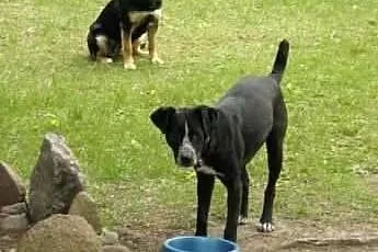 Tobi cudowny psiak o wielkim sercu szuka kochające