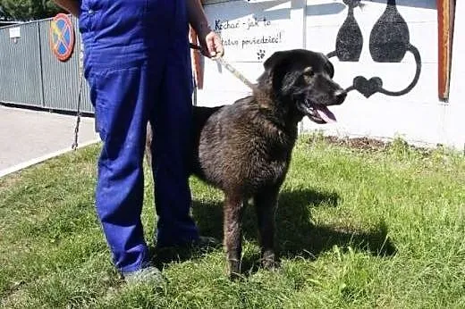 Roczny, łagodny pies MONTE do adopcji,  śląskie Ka