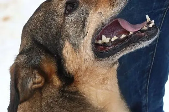 8 letni Tobi szuka domku, takiego na zawsze..., Mazowieckie, Warszawa