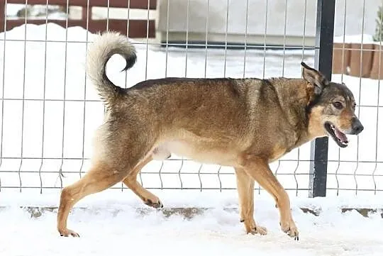 8 letni Tobi szuka domku, takiego na zawsze..., Mazowieckie, Warszawa