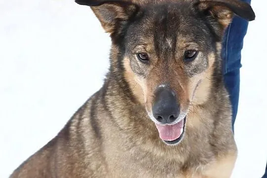 8 letni Tobi szuka domku, takiego na zawsze..., Mazowieckie, Warszawa