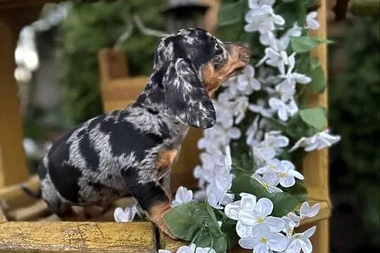 Cudowny! Piesek jamnik miniaturowy blue merle z rodowodem, Małopolskie, Kraków