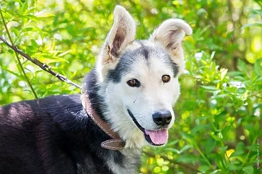 Młody, żywiołowy Max – wyjątkowy mix husky - zobacz, pokochaj_