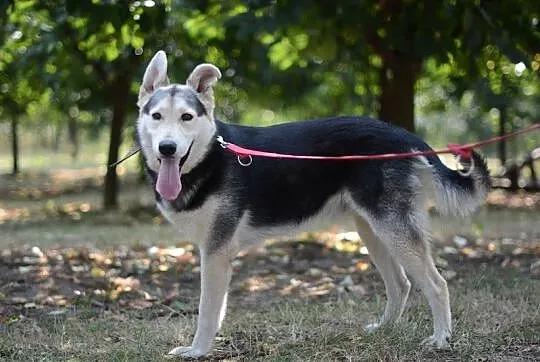 Młody, żywiołowy Max – wyjątkowy mix husky - zobac