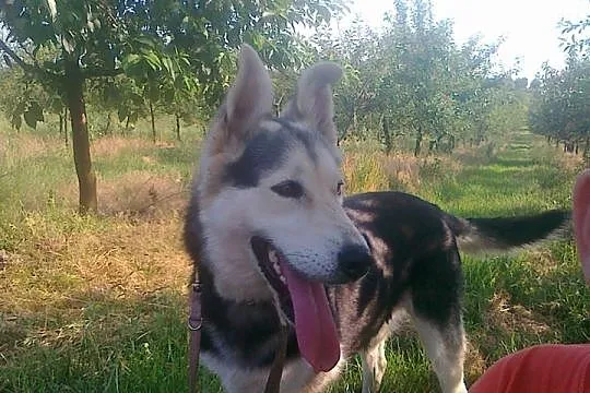 Młody, żywiołowy Max – wyjątkowy mix husky - zobac