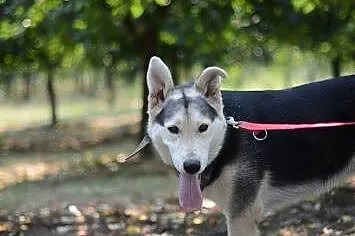 Młody, żywiołowy Max – wyjątkowy mix husky - zobac