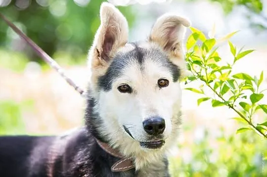 Młody, żywiołowy Max – wyjątkowy mix husky - zobac