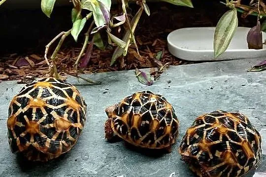 3 poziome terrarium wraz z 2 żółwiami Promienistymi i 3 Gwieździstymi