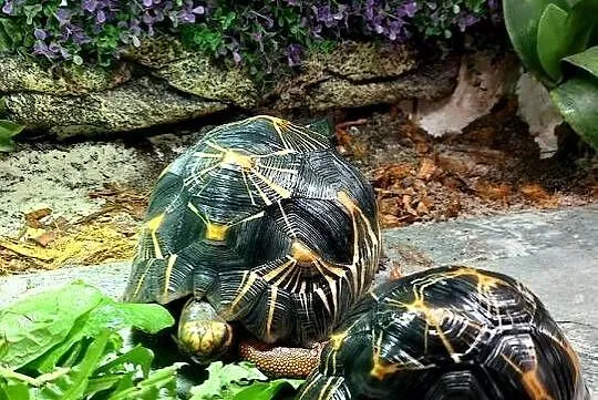 3 poziome terrarium wraz z 2 żółwiami Promienistymi i 3 Gwieździstymi, Podlaskie, Białystok
