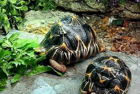 3 poziome terrarium wraz z 2 żółwiami Promienistymi i 3 Gwieździstymi, Podlaskie, Białystok