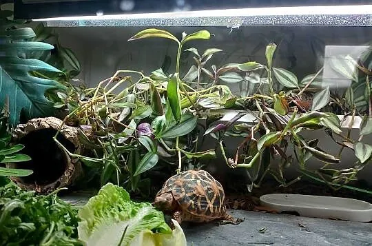 3 poziome terrarium wraz z 2 żółwiami Promienistymi i 3 Gwieździstymi, Podlaskie, Białystok
